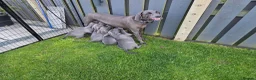 Weimaraner dogs for sale: Male Weimaraner (Blue) 8wks old on the 4th June - Advert 6