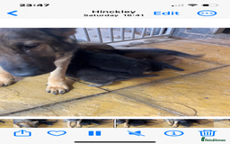 German Shepherd dogs for sale: German shepherd puppies  - Image 9