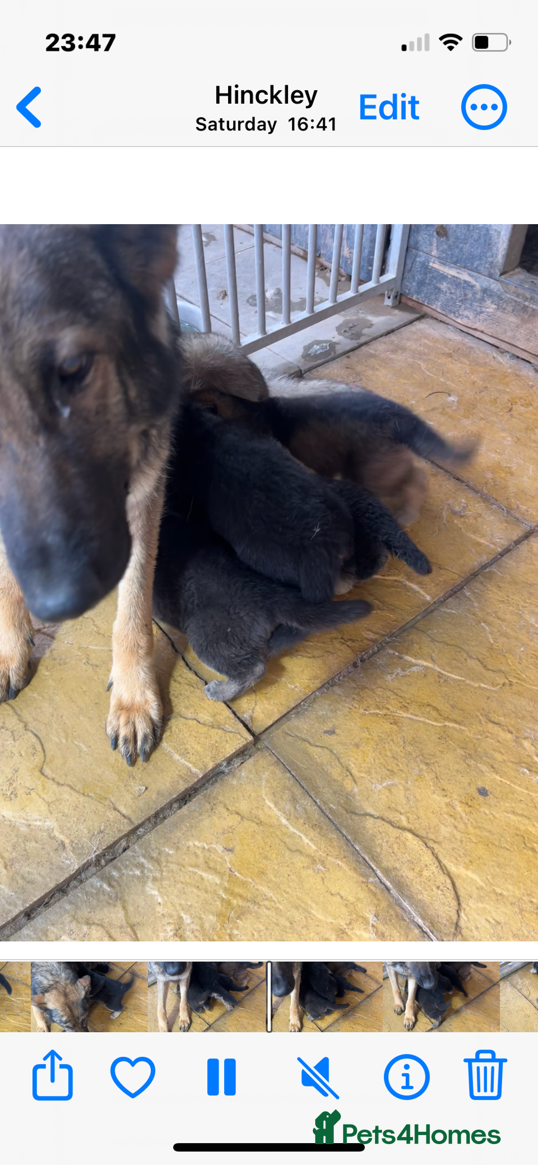 German Shepherd dogs for sale: German shepherd puppies  - Image 9