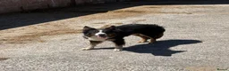 Border Collie dogs for sale: Border collie puppies - Advert 14