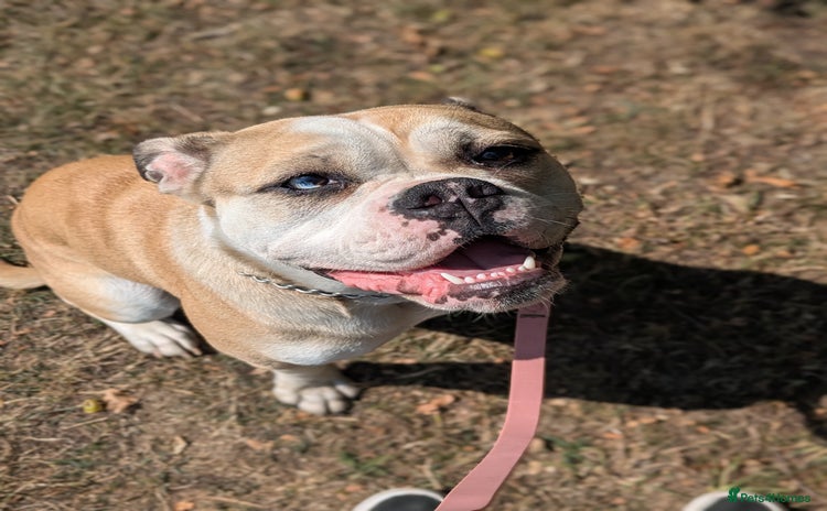 Olde English Bulldogge dogs - Advert 1