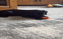 Labrador Retriever dogs for sale: Kc Registered Lab puppies (health tested parents) in Malton - Image 3