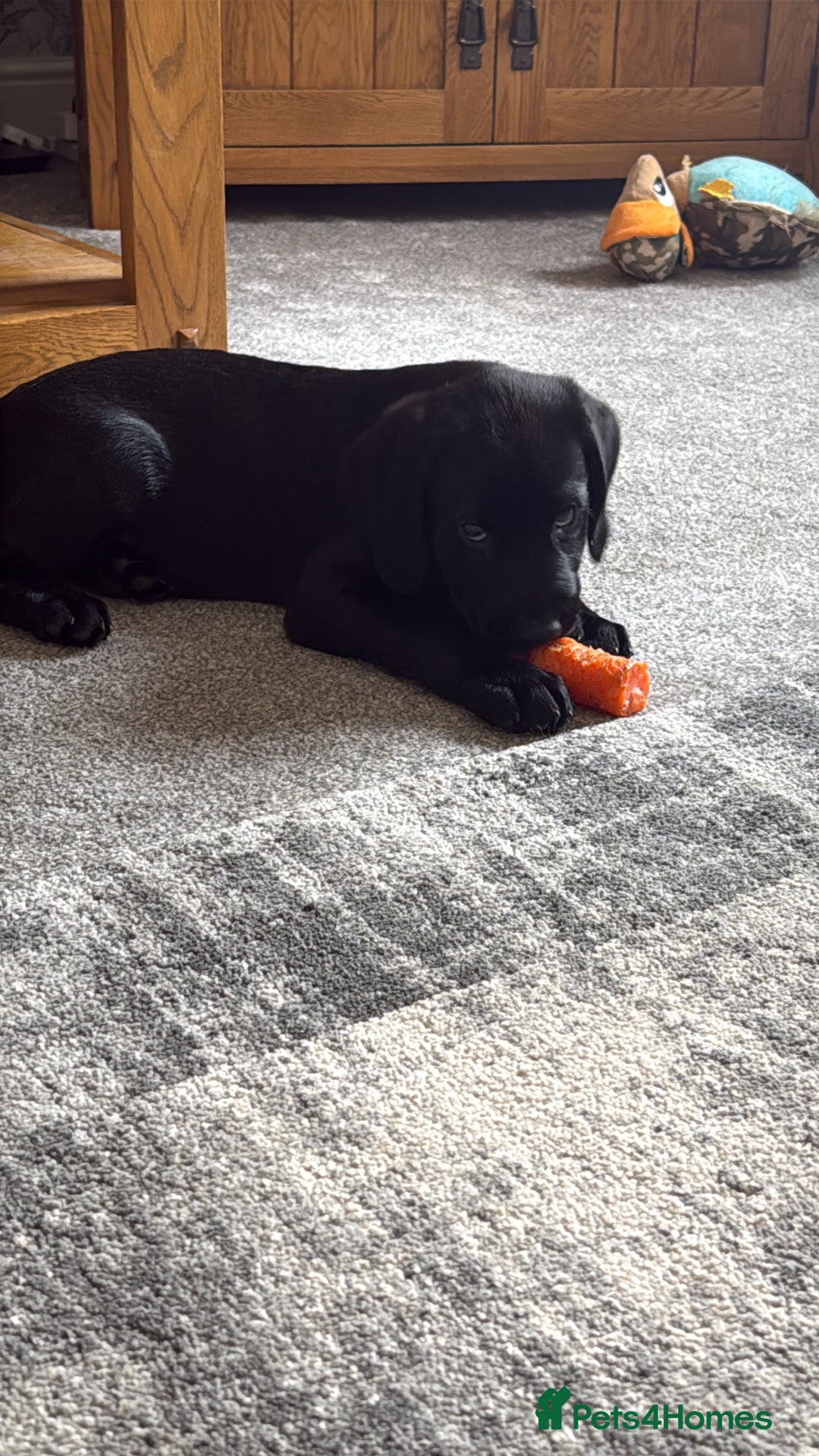 Labrador Retriever dogs for sale: Kc Registered Lab puppies (health tested parents) in Malton - Image 3