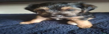 Mixed Breed Puppy 2