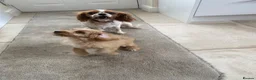 Cavapoo dogs for sale: Cavapoo  - Advert 4