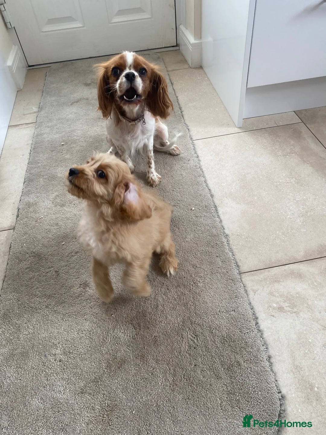 Cavapoo dogs for sale: Cavapoo  - Advert 4