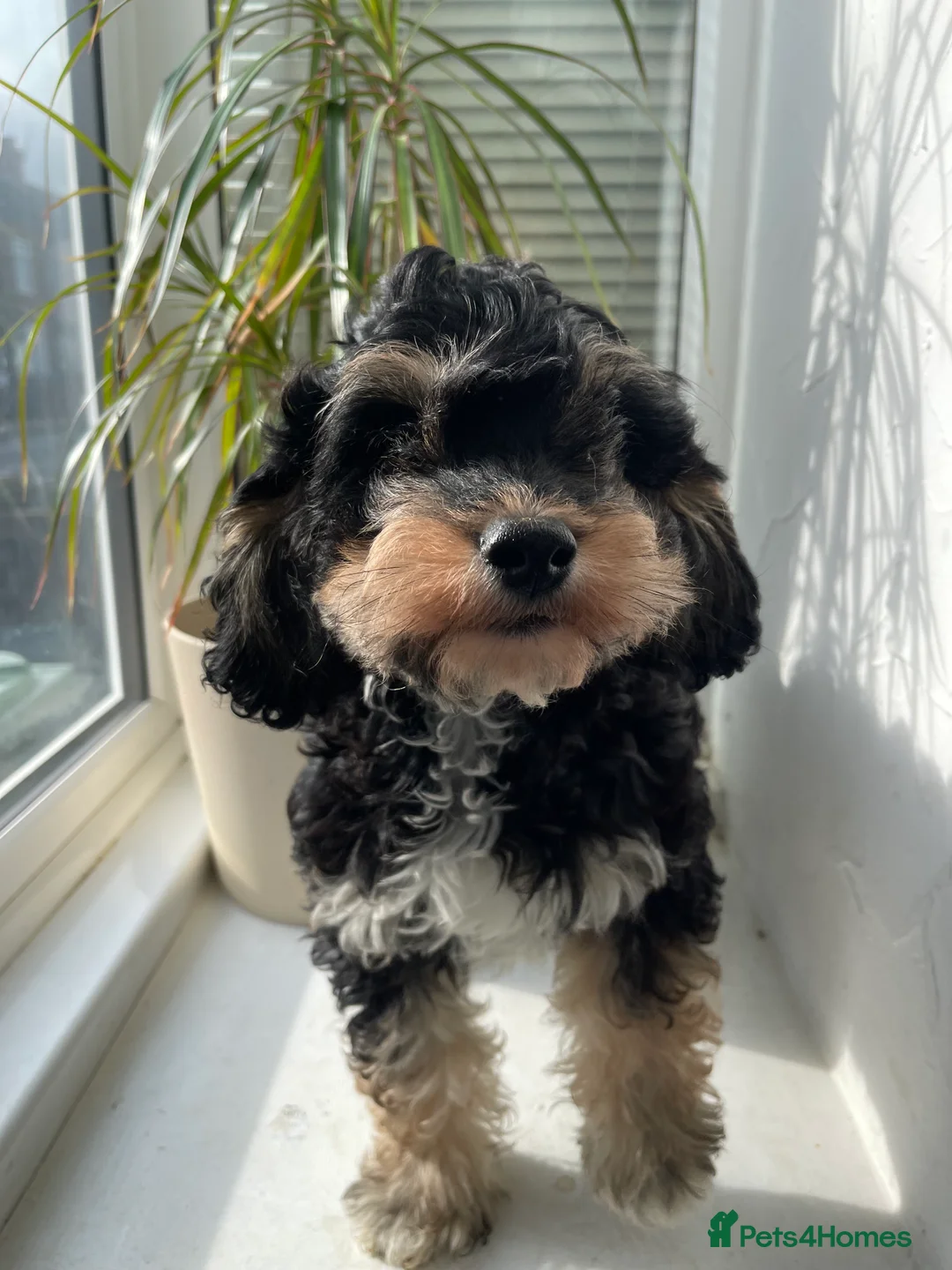 Cockapoo dogs for sale: Male Tri Colour Cockapoo Puppy - Advert 6