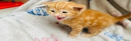Mixed Breed cats for sale: Spoiled kittens  - Advert 4