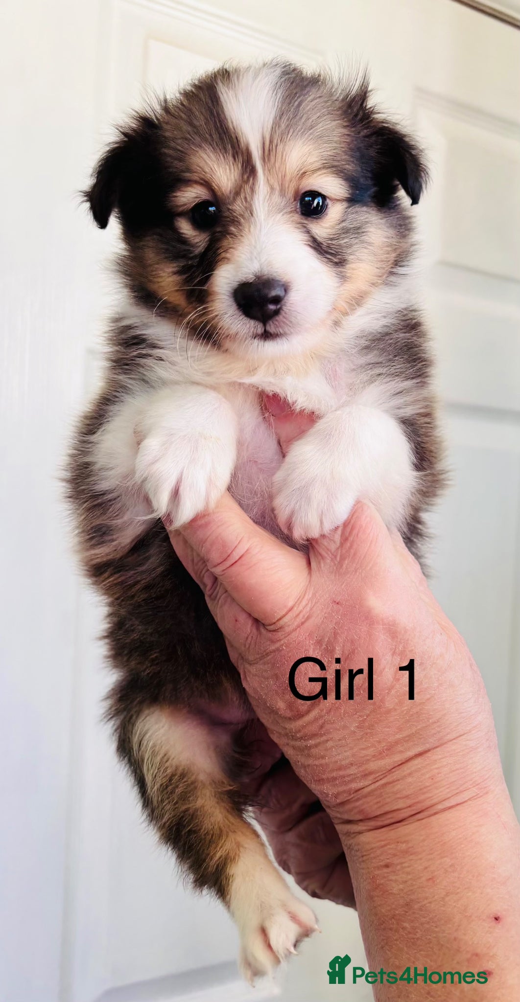 Shetland Sheepdog dogs sable and white Shetland sheepdog puppies  - Advert 5