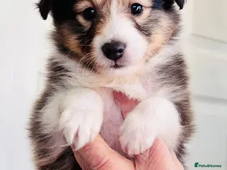 Shetland Sheepdog dogs sable and white Shetland sheepdog puppies - Advert 5