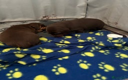 Dachshund dogs for sale: Long haired  - Image 10