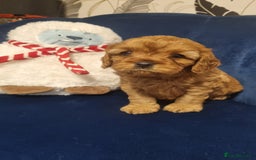 Cavapoo dogs for sale: beautiful fox red miniature cavapoo puppies - Image 3