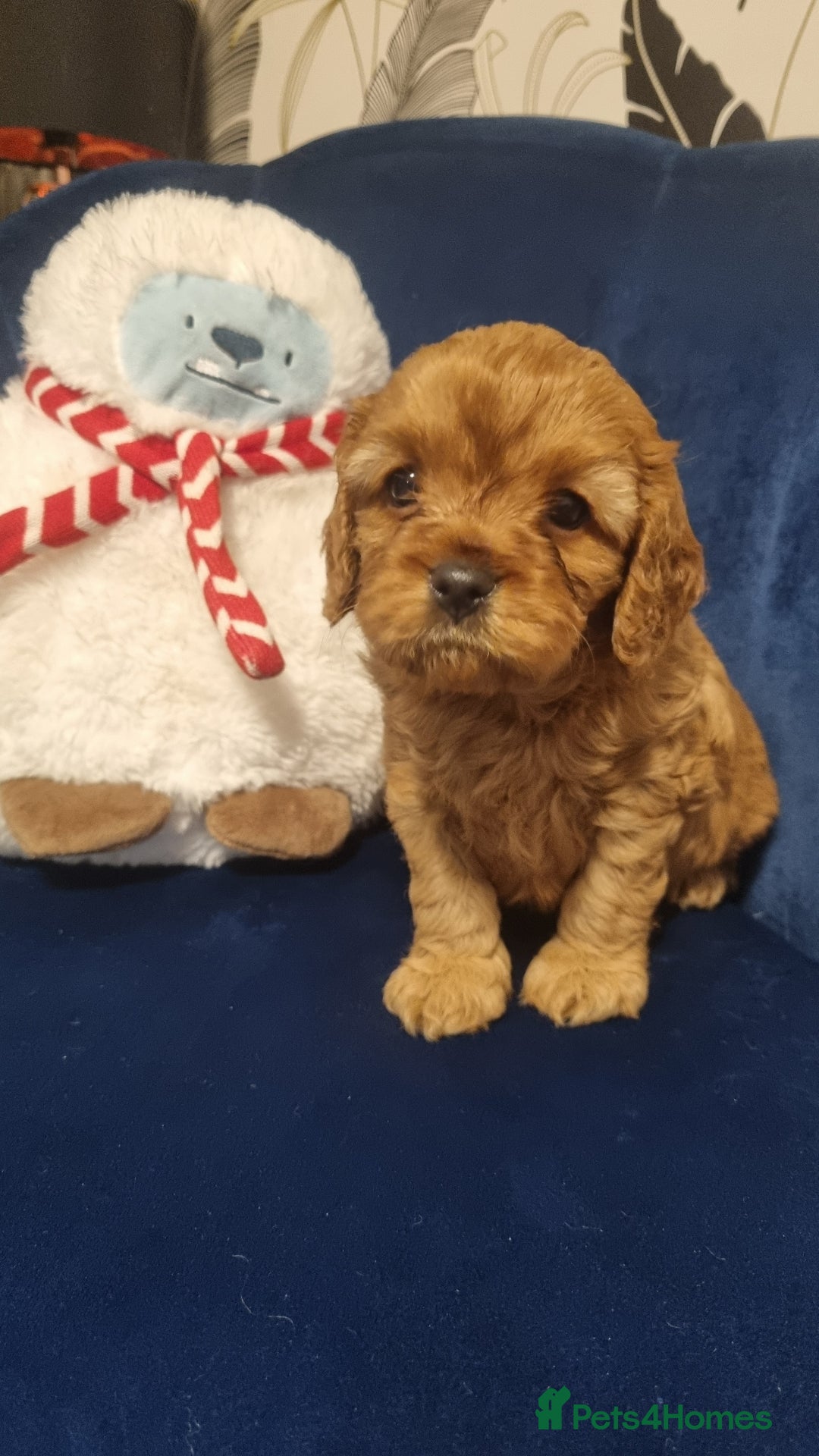 Cavapoo dogs for sale: beautiful fox red miniature cavapoo puppies - Image 3