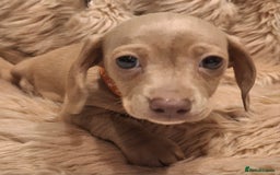 Miniature Dachshund dogs for sale: Gorgeous KC Registered Miniature Dachshund Puppies - Image 9