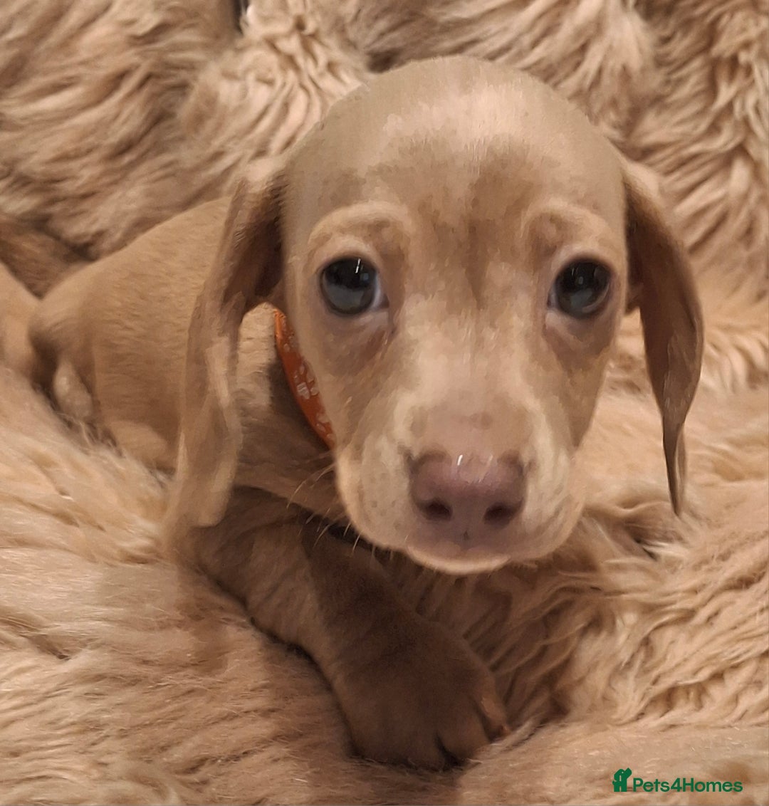 Miniature Dachshund dogs for sale: Gorgeous KC Registered Miniature Dachshund Puppies - Image 9