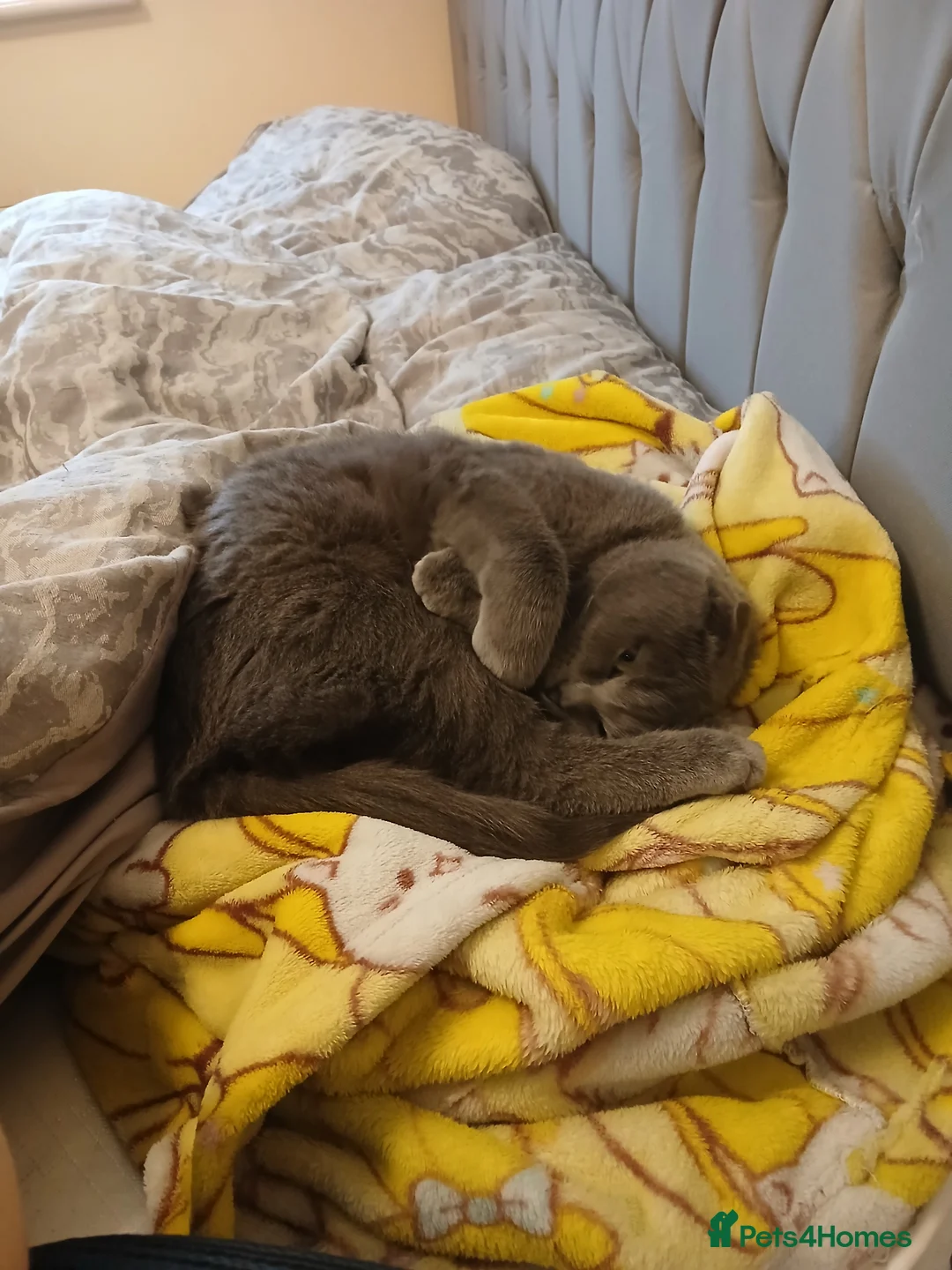 Scottish Fold cats for sale: Sweet female Scottish fold for sale - Advert 4