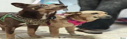 Mixed Breed dogs for adoption: 💙🐶 KAI & ❤️🐶 GERDA– LIKE IN A FAIRY TALE in Burton-on-Trent - Advert 13