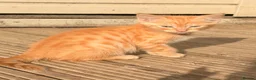 Savannah cats for sale: Ginger x f5 Savannah kittens 🔥 - Advert 3