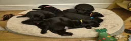 Labrador Retriever dogs for sale: Litter of 7 black labradors - Advert 1