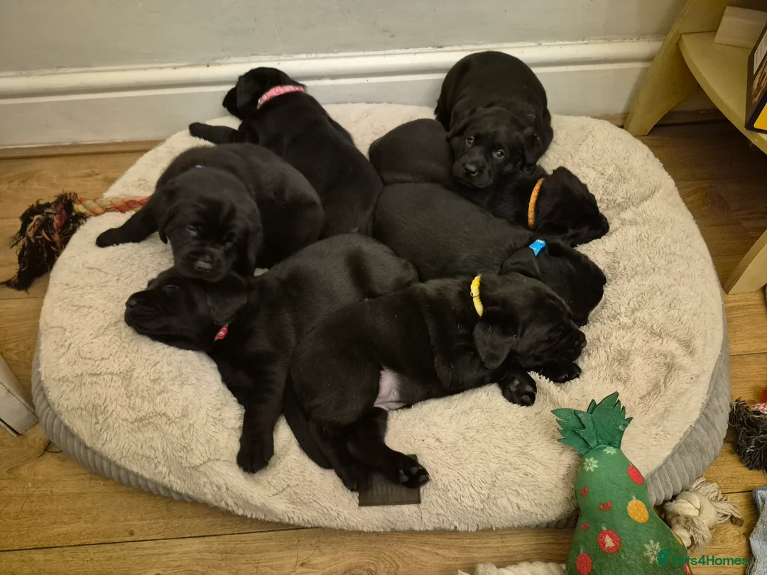 Labrador Retriever dogs for sale: Litter of 7 black labradors - Advert 1