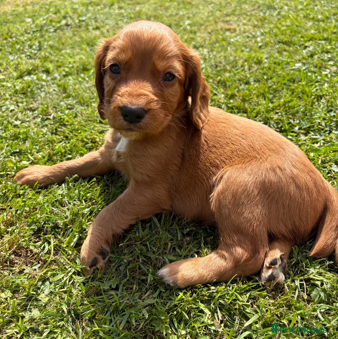 Cocker Spaniel dogs for sale: Working Cocker Spaniel Puppies - Advert 22