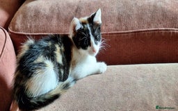 Mixed Breed cats for sale: Beautiful kittens for sale - Image 2