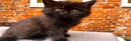 Mixed Breed cats for sale: Adorable Kittens  - Advert 15