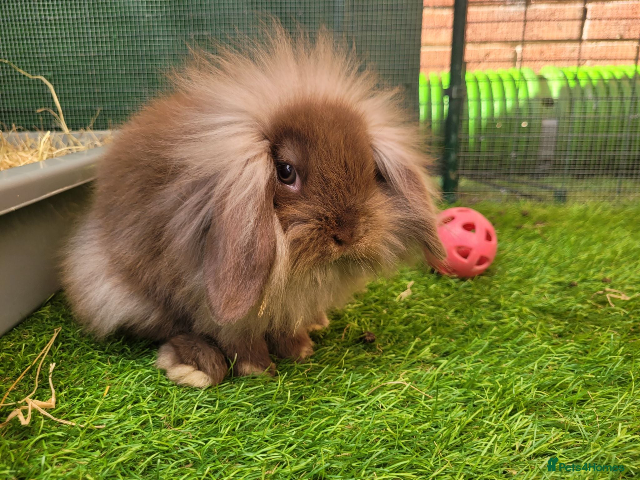 Mini Lion Lop rabbits Adorable Mini Lion Lops - READY NOW - Advert 1