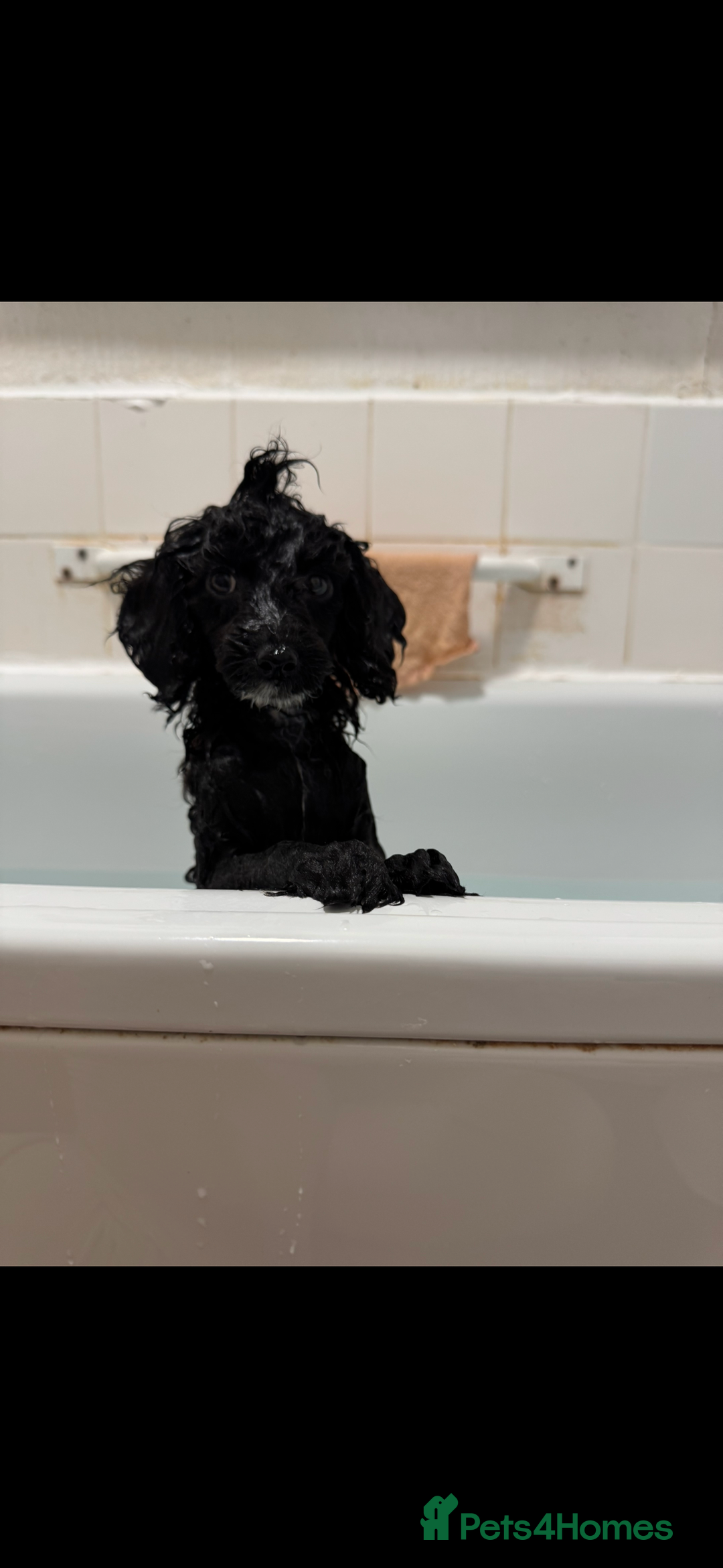 Toy Poodle dogs for sale: Toy Poodle Puppy  - Advert 3