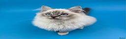 Ragdoll cats for sale: 💙 STUNNING GCCF GRCH SIRED RAGDOLL KITTENS 💙 - Advert 23
