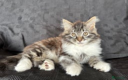 Mixed Breed cats for sale: Male Ragdoll/ Norwegian Forest cross kittens - Image 1
