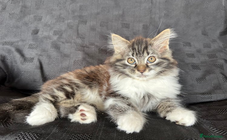 Mixed Breed cats - Advert 1
