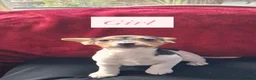 Jack Russell dogs for sale: Four jack russle puppies for sale  - Advert 3