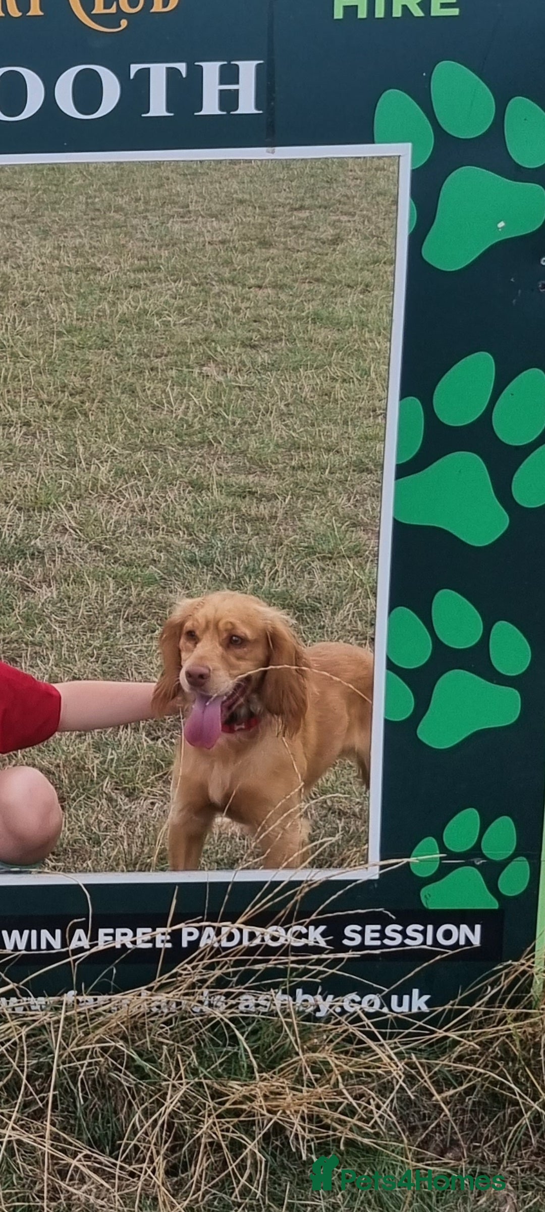 Cocker Spaniel dogs for sale: Cocker spaniel Boy age 1 - Image 3