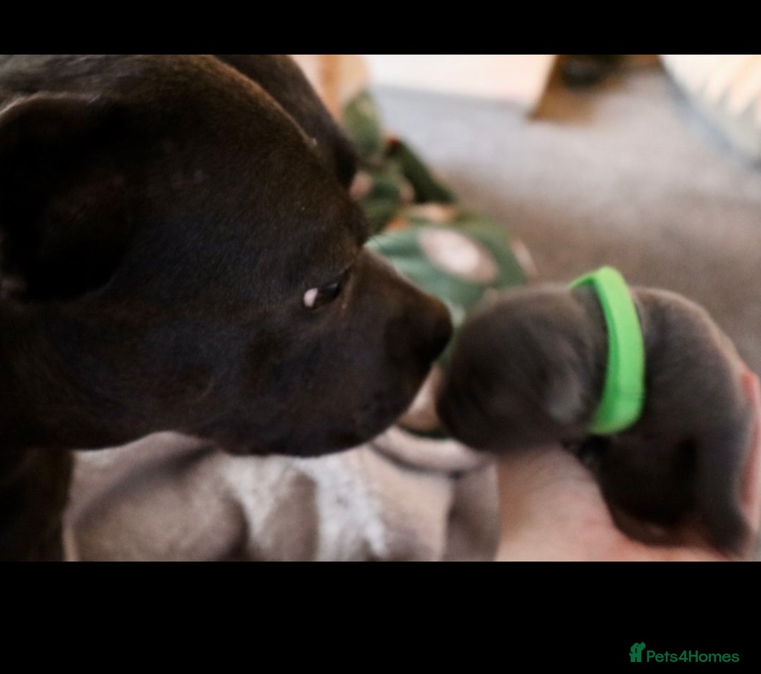 Staffordshire Bull Terrier dogs for sale: 6 blue Staffordshire bullterrier puppies for sale  - Advert 5