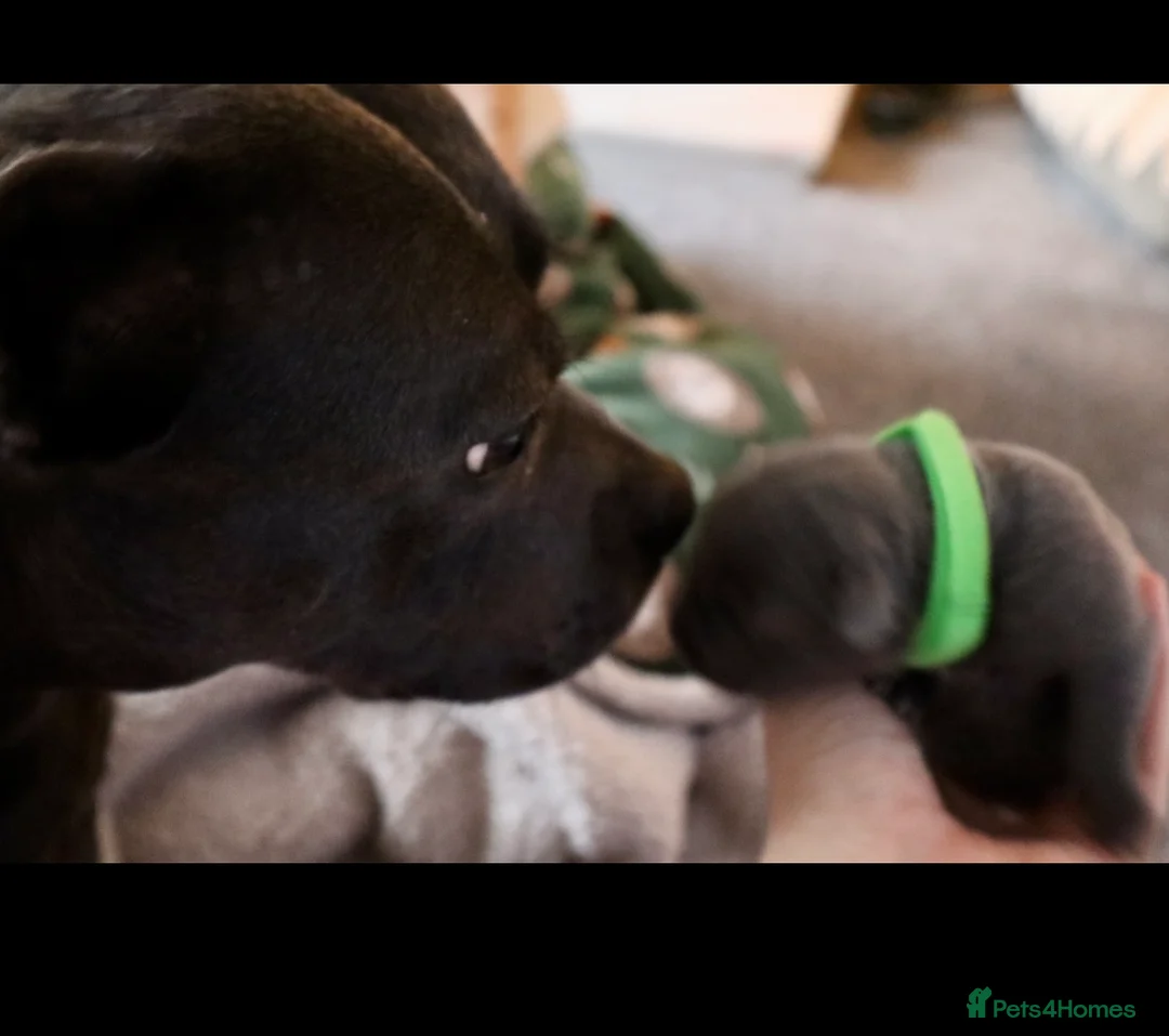 Staffordshire Bull Terrier dogs for sale: Only 1 available ; Blue Staffordshire bullterrier - Advert 9