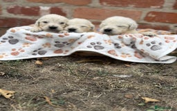 Golden Retriever dogs for sale: Old English cream golden retrievers  - Image 3