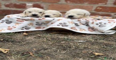 Golden Retriever dogs - Advert 8