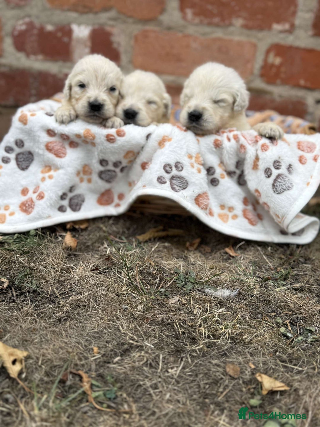 Golden Retriever dogs for sale: Old English cream golden retrievers  - Image 3