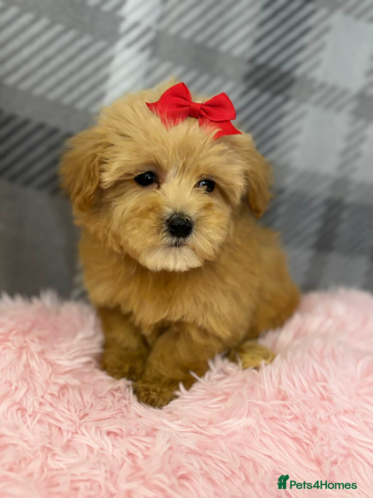 Maltipoo dogs Maltipoo red golden apricot small puppies ready - Advert 15