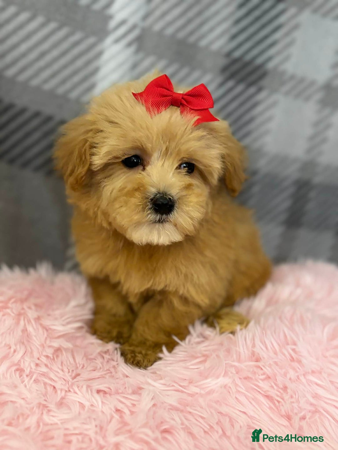 Maltipoo dogs for sale: Maltipoo red golden apricot small puppies ready - Advert 1