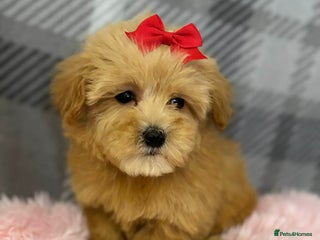Maltipoo dogs Maltipoo red golden apricot small puppies ready - Advert 15