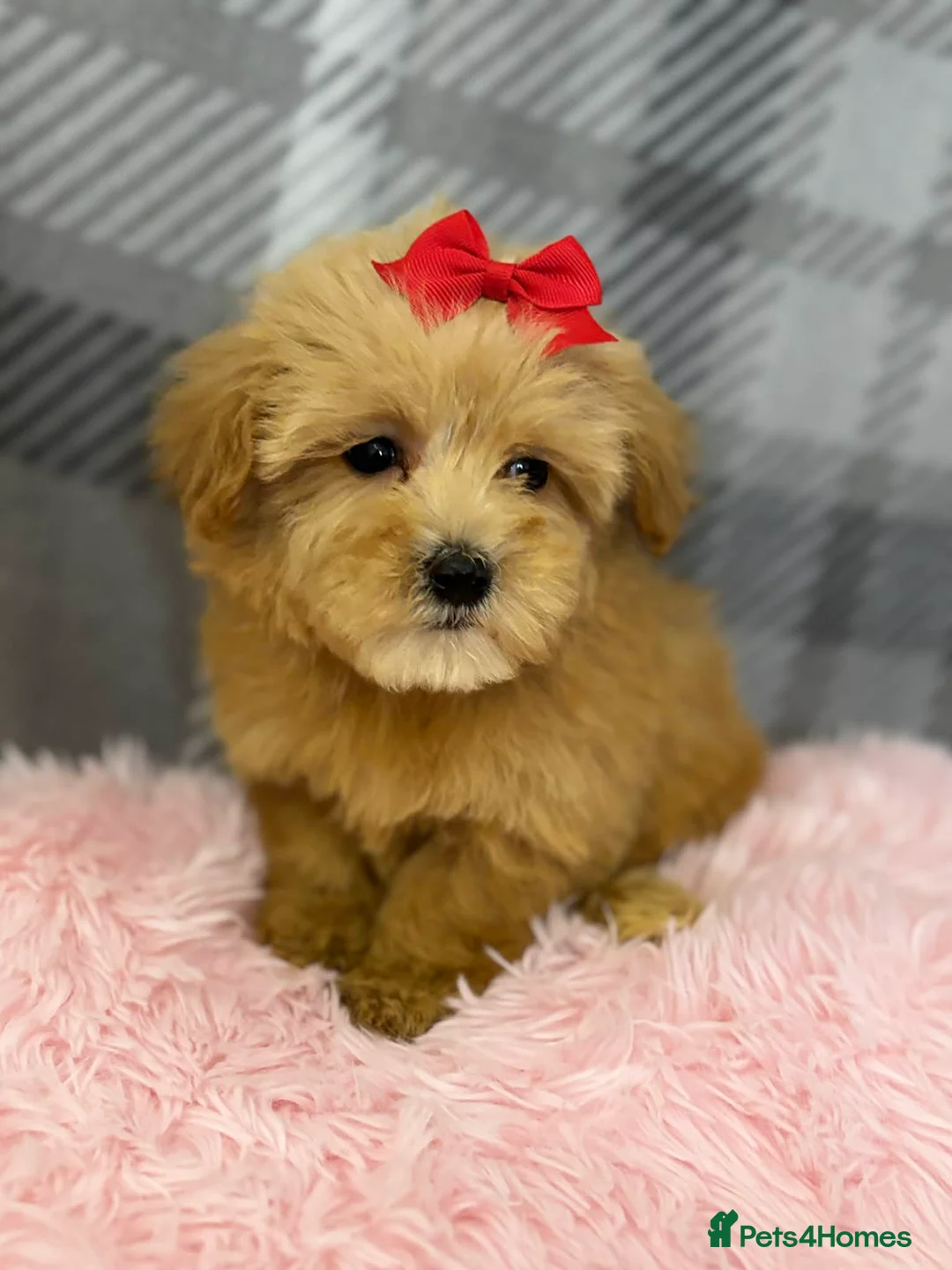 Maltipoo dogs for sale: Maltipoo red golden apricot small puppies ready - Advert 3