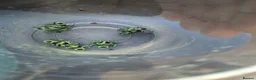 Frog reptiles for sale: Green and black poison dart frogs  - Advert 4