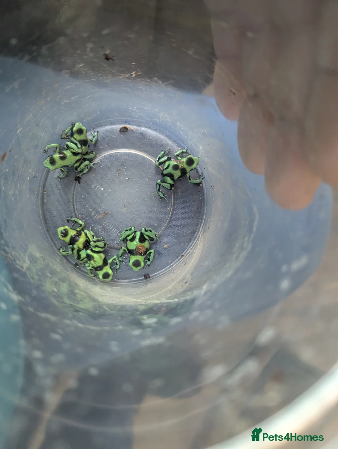 Frog reptiles for sale: Green and black poison dart frogs  - Advert 4