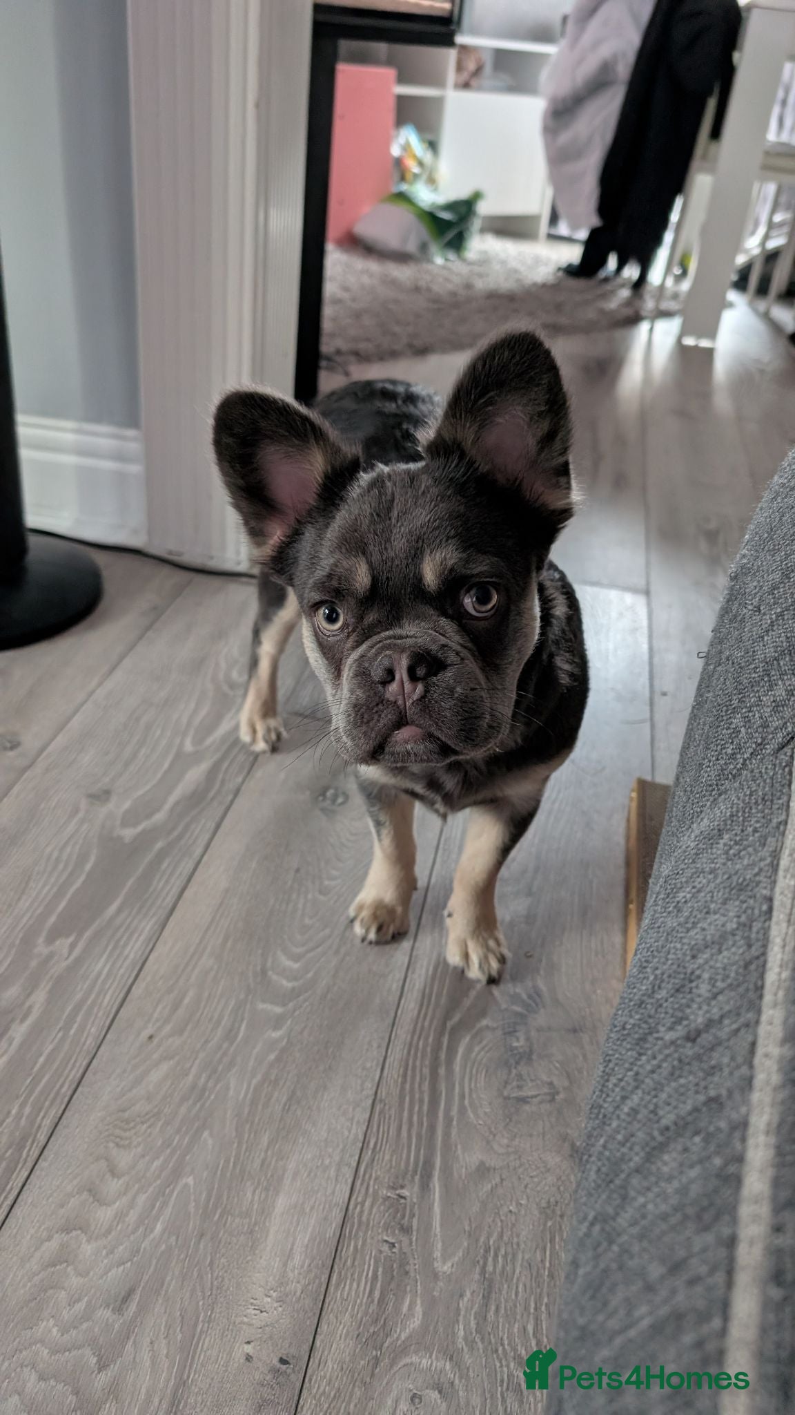 French Bulldog dogs 6 month old French Bulldog blue and tan. - Advert 1