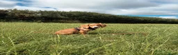 Cocker Spaniel dogs for sale: Gorgeous working cocker spaniel puppy - Advert 5