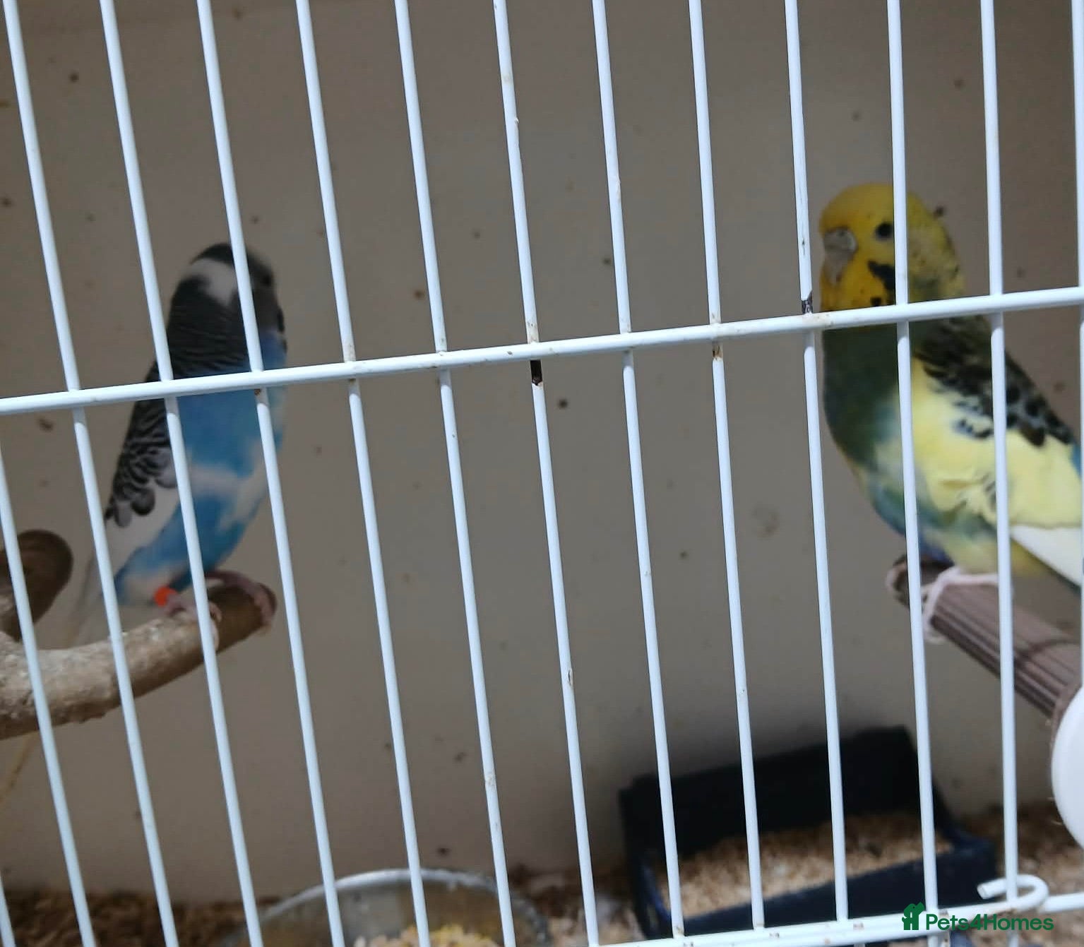 Budgerigars birds Mix budgies  - Advert 11