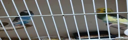 Budgerigars birds for sale: Mix budgies  - Advert 1