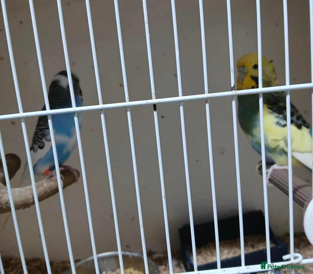 Budgerigars birds for sale: Mix budgies  - Advert 1
